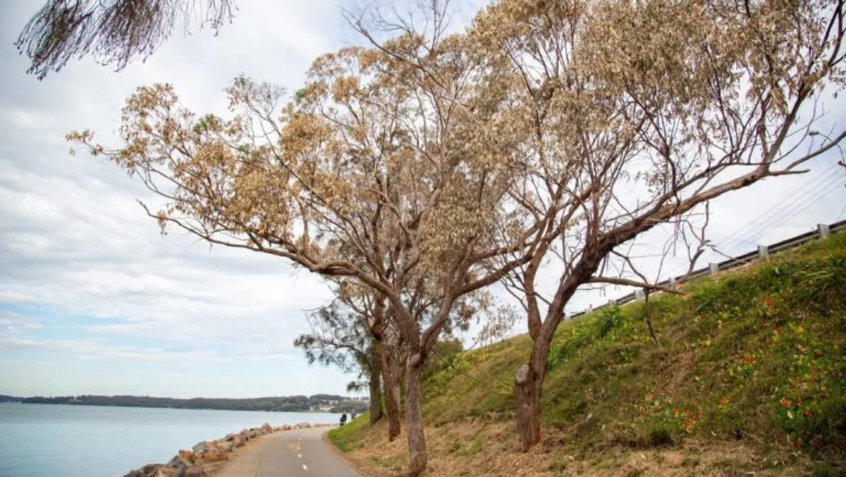 “Let it shrivel up and die” What Lake Mac tree poisonings teach us about environmental activism